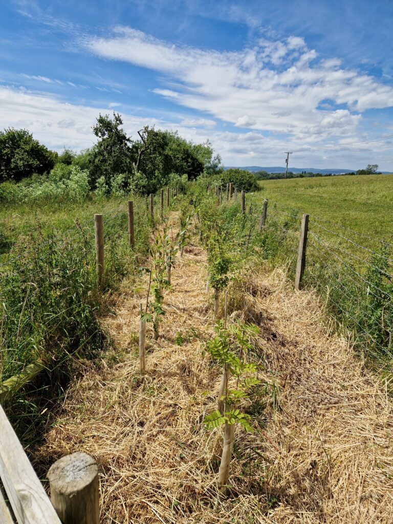 Environment Ethos: Helping to clear undergrowth from around a young hedge at Pockett's Orchard